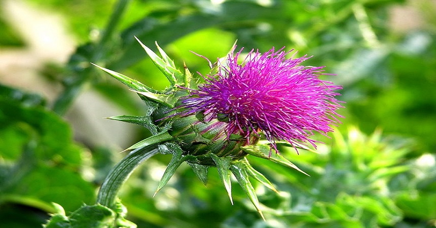 Milk Thistle
